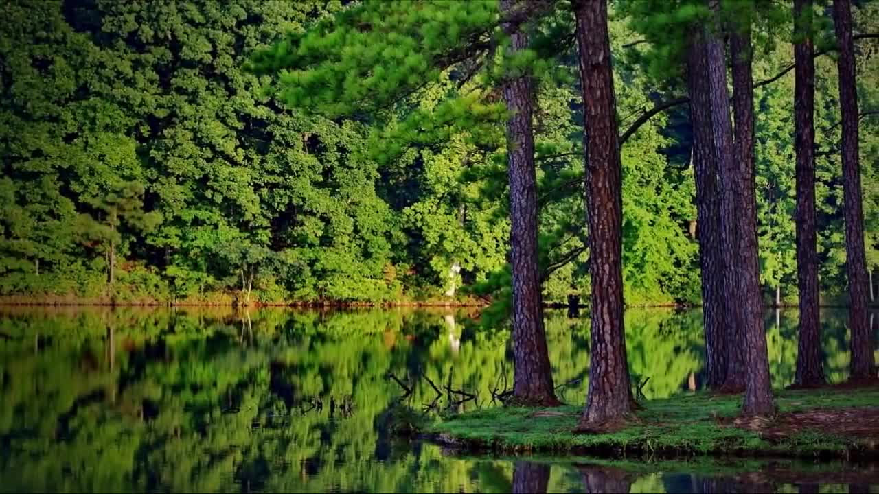 NATURE short video 4K STUDIO presents