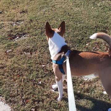 Tucker Carlson and the Cat
