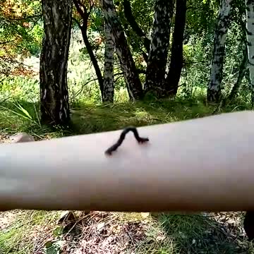 The funny caterpillar walks on my hand