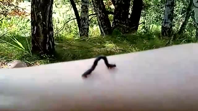 The funny caterpillar walks on my hand