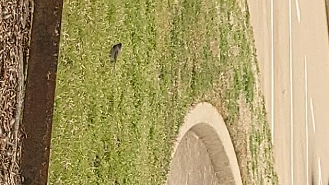 Juncos eating a snack