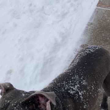 Stella chasing her Frisn