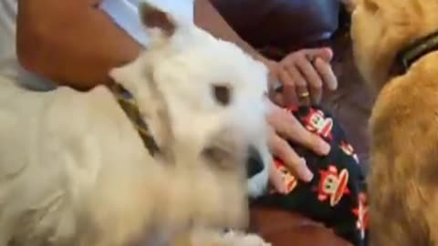 These pets are really nice and lovely