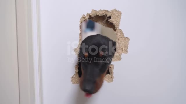 A dog that breaks the door and wants to enter