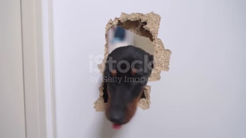 A dog that breaks the door and wants to enter