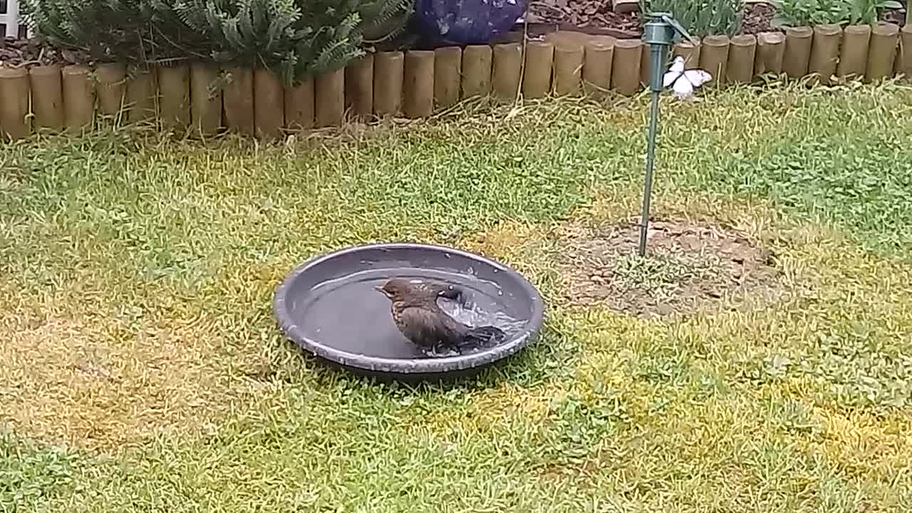 Unsere Amsel