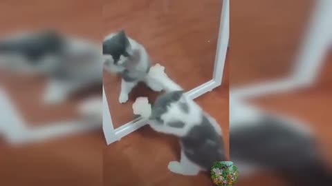 Cute Cats Funny videos 2022 😍 #cute