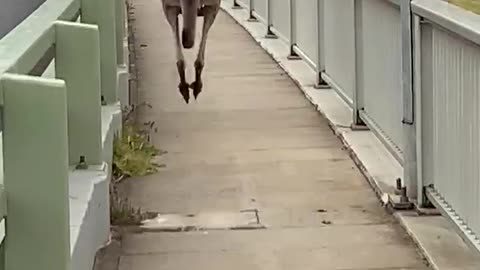 Huge Kangaroo Hops Past Pedestrians on Bridge