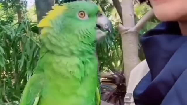 🦜Funny Parrot Talking Videos On TikTok ~ CUTE Birds Doing Funny Things ~ Try Not To Laugh