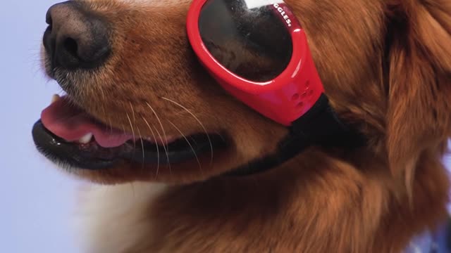 A Canine Wearing Red Sunglasses