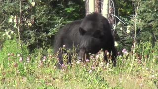 URSO NEGRO OU URSO AMERICANO TAMBÉM conhecido como baribal