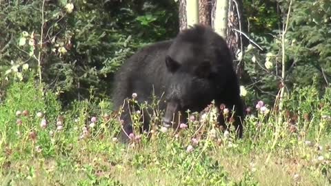 URSO NEGRO OU URSO AMERICANO TAMBÉM conhecido como baribal