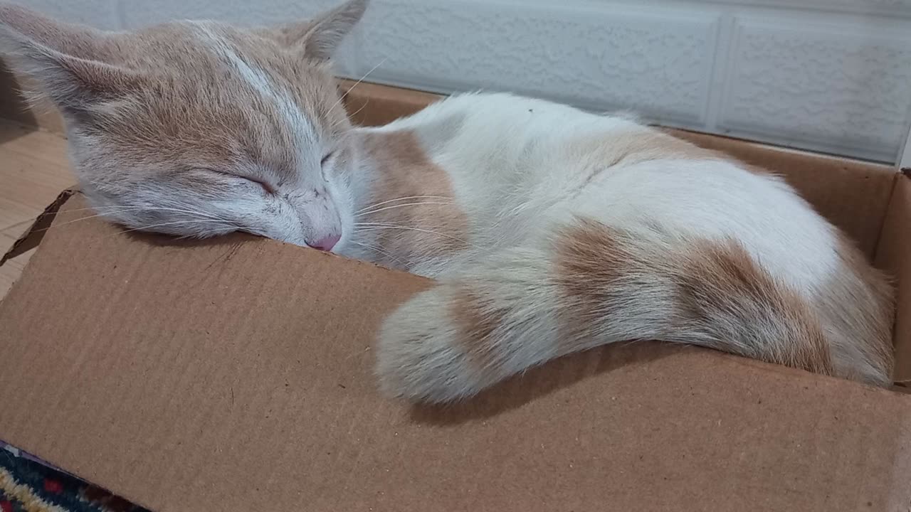 Cat sleep is similar to fox sleep