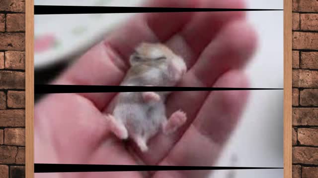 Cuteness overload baby animals.