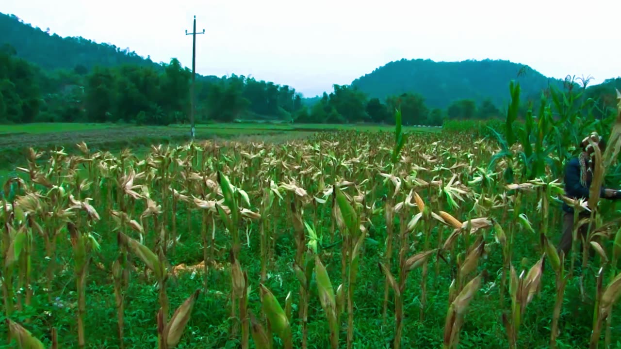 Corn/Pop corn