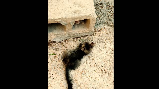 Red black cute two cats