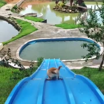 1) funny dog videos clean, 2) funny dog videos 2022,