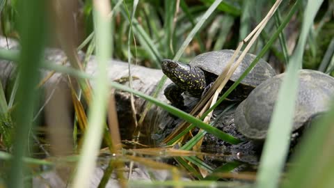 Two turtles lying on a falled tree and enjoying in the sun near a swamp