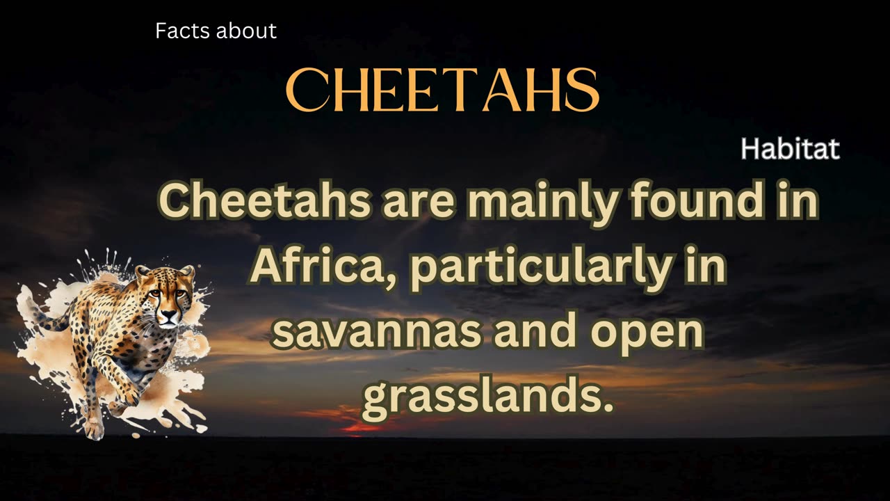 Cheetah Fact 4 - Where do cheetahs live?