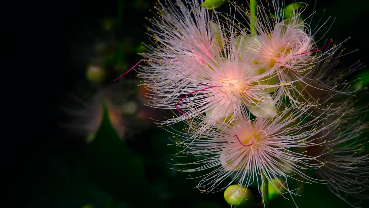 Japan's Forgotten Paradise: The Natural Wonders of Iriomote | 4K UHD Documentary