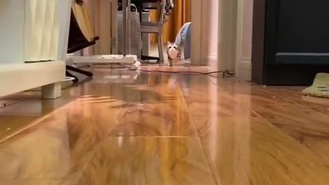 Funny cat videos