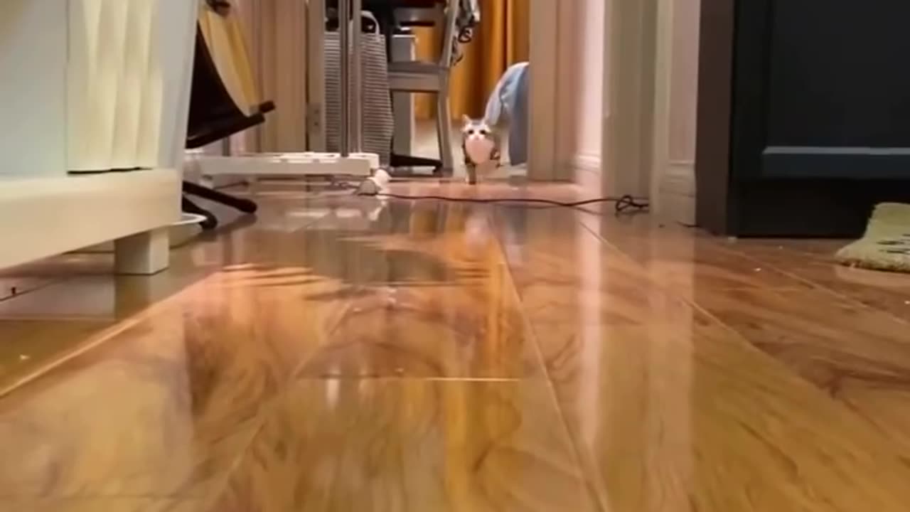 Funny cat videos