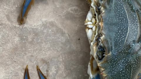 Delicious Maryland Blue Crab