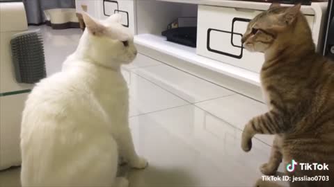 Cats talking !! these cats can speak english better than hooman