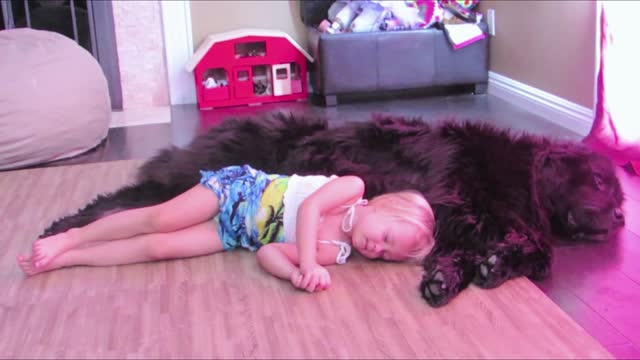 Toddler and dog share nap time