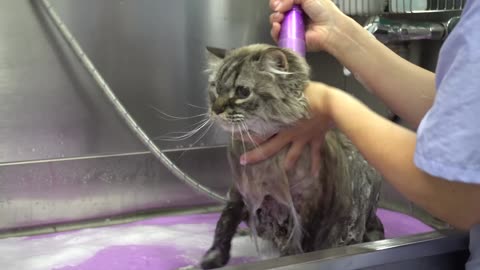 5 inevitable stages of bathing a cat