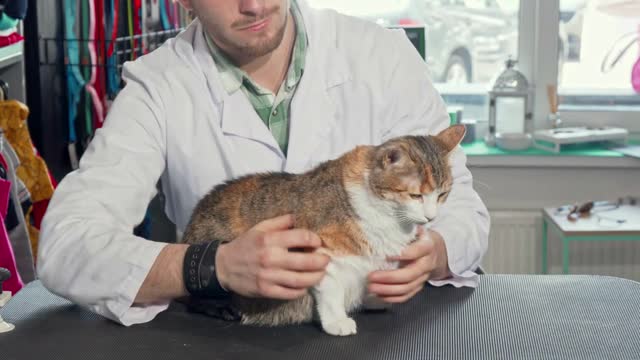 Adorable cat sitting on examination table at veterinarian office