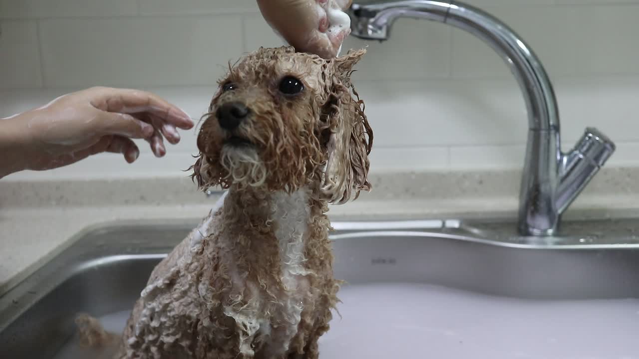 Poodle is taking a shower