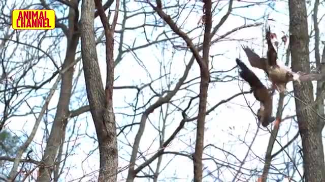 Incredible EAGLES and HAWK