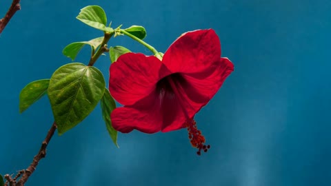 Hibiscus