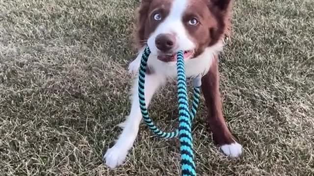 When mom says your walk is over and it's time to go home
