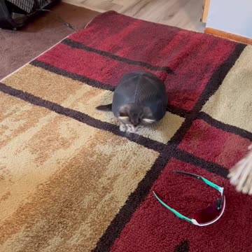 Is it a cat or what?