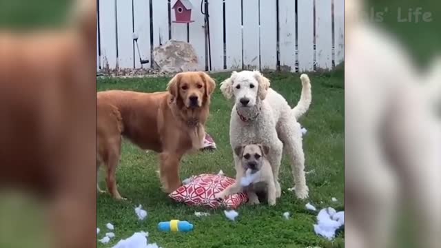 Funny 🐶 Dogs and 😻 Cats - cute Funny Pet Animals Videos