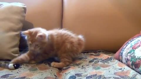 Cute cat is playing with toys