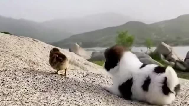 The puppy is playing with a chicken.