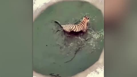 Bird vs Tiger - Moments of Animal Genius That Will Amaze You