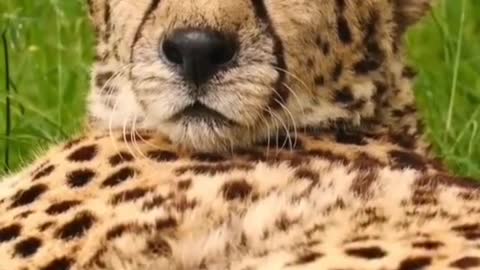 Cheetah with dull eyes