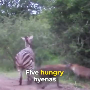 TOP 10 African Predators