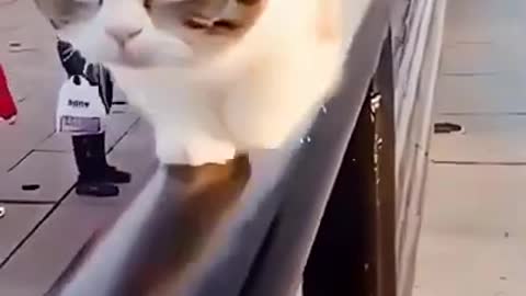 🐶WOW..❤️😻 Cat How is my performance #shorts @Funny Animals #cats #dogs