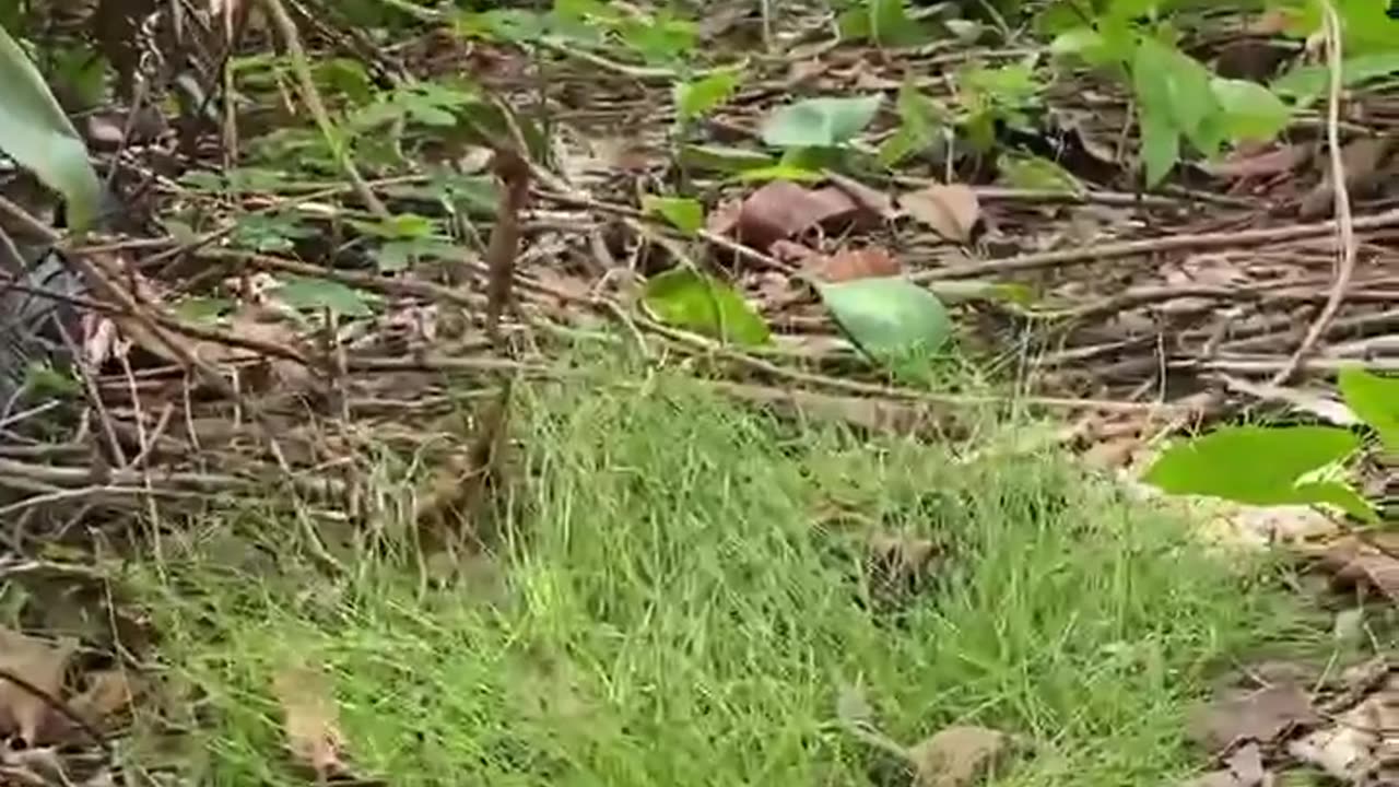 wildlife