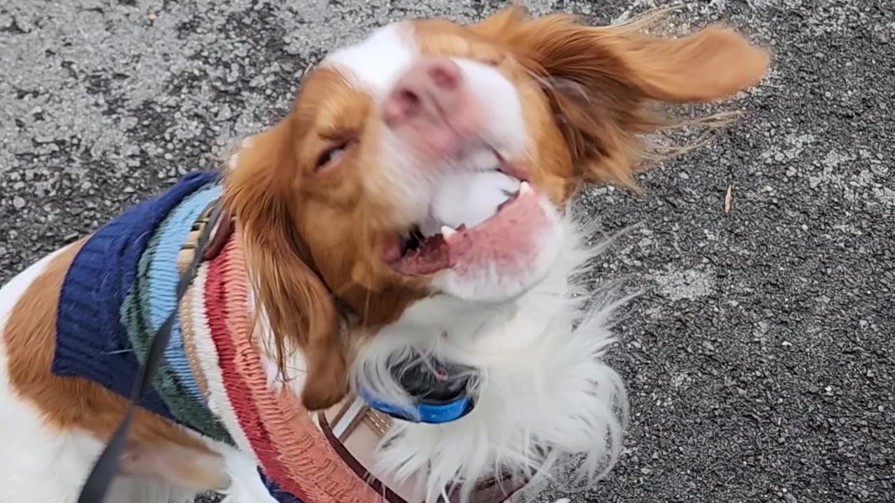 Snowball for Winston