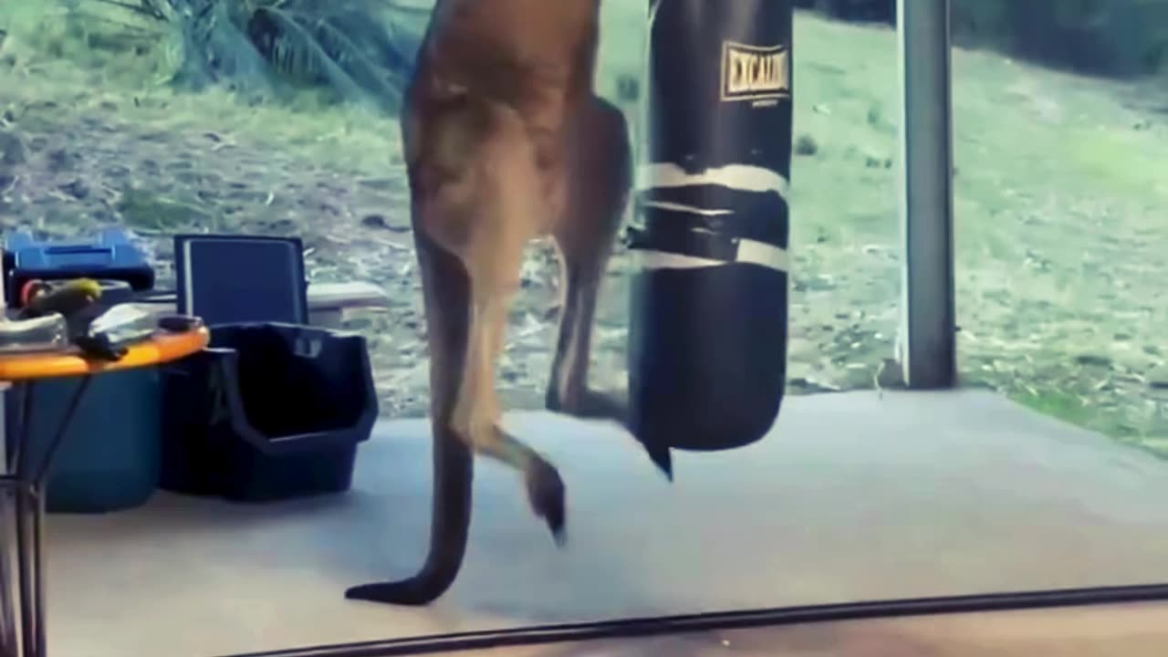 Witness the Unstoppable Boxing Kangaroo!