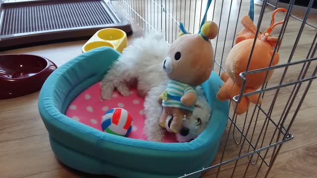 A little puppy playing with dolls.