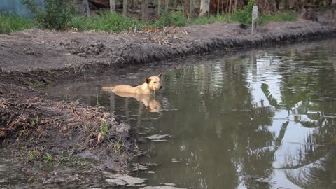 My fierce dog bathe in the lake