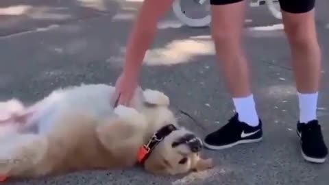 golden retriever refuses to go home in a funny way