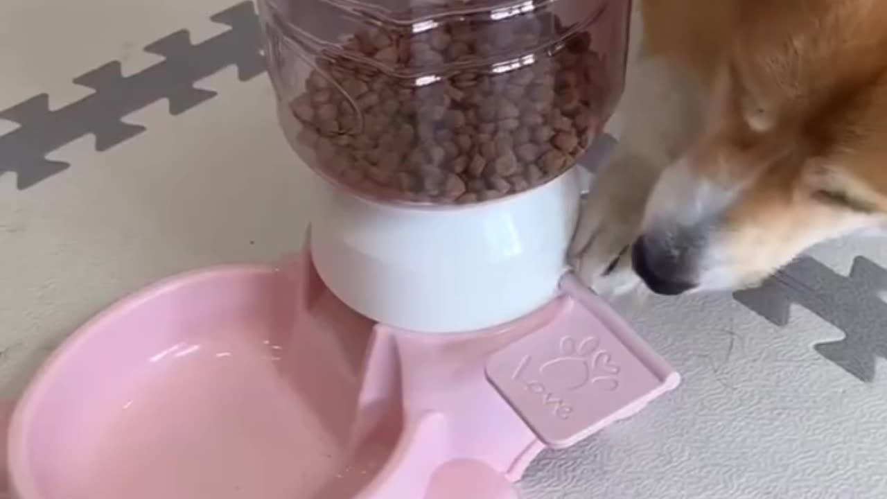 Cute little Dog 🐕 learn food Machine